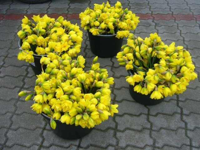 image007