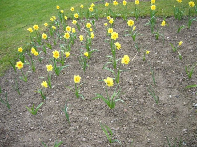 image008